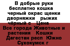 В добрые руки бесплатно,кошка,2.5черный окрас,щенки дворняжки,3 рыжих 1 чёрный,с › Цена ­ - - Все города Животные и растения » Кошки   . Дагестан респ.,Южно-Сухокумск г.